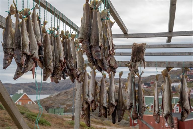 Trocknen von Kabeljau in Tasiilaq_